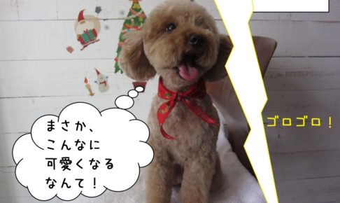 びっくりトイプードル