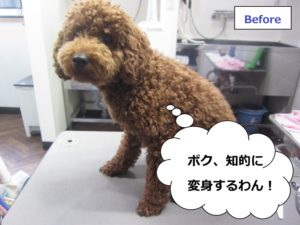 カット前トイプードル