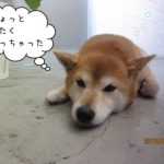 のんびりくつろぎ柴犬