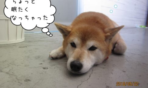 のんびりくつろぎ柴犬