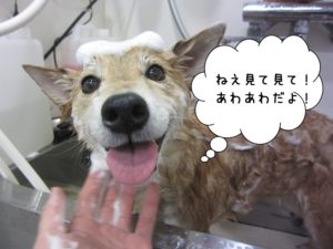 シャンプー中柴犬