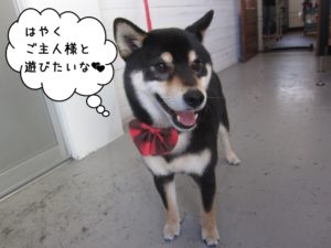 笑顔黒柴犬