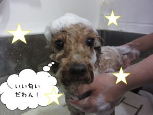 シャンプー中トイプードル