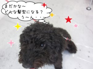 カット前トイプードル