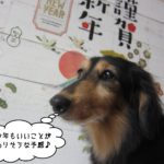 横顔ミニチュアダックス