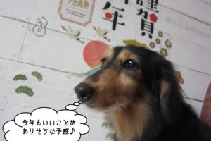 横顔ミニチュアダックス