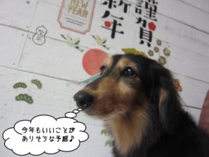 横顔ミニチュアダックス