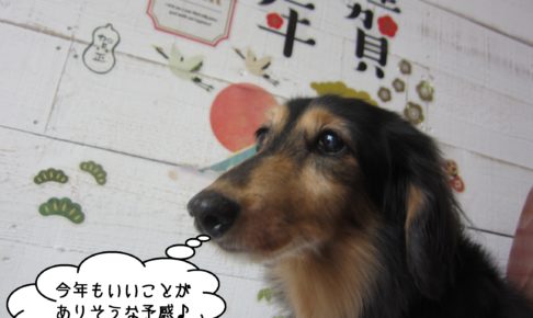 横顔ミニチュアダックス