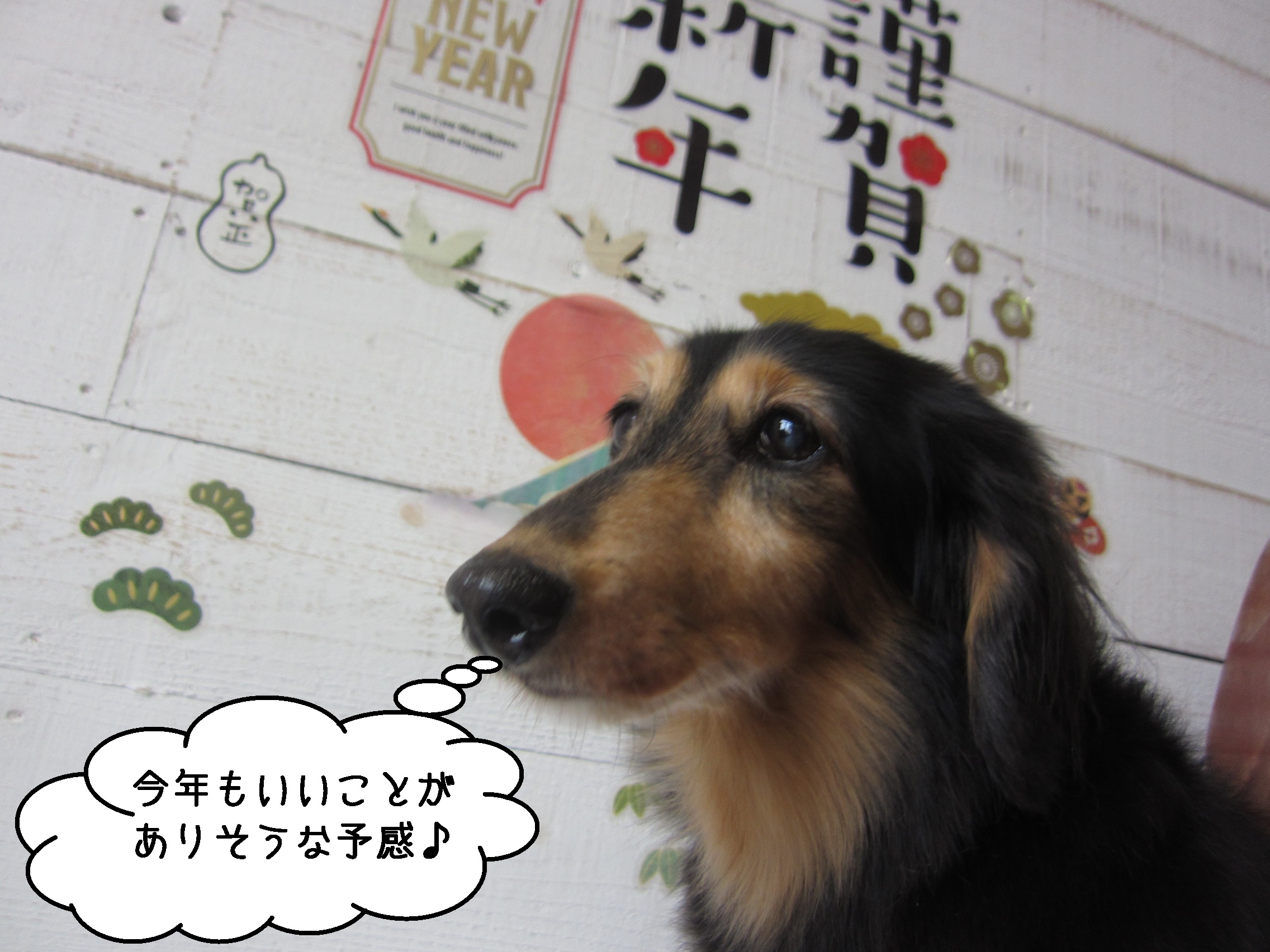 横顔ミニチュアダックス