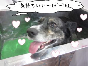 スパ中コーギー