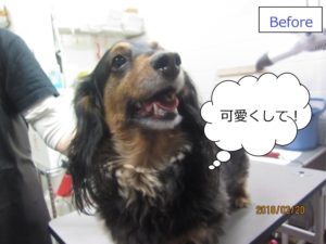 カット前ミニチュアダックス