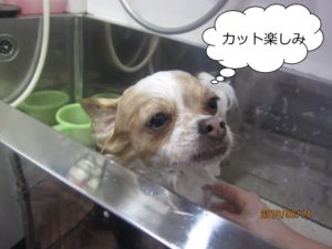 シャンプー中チワワ