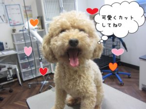 カット前トイプードル