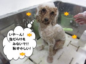 シャンプー中トイプードル