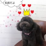 おすまし黒トイプードル