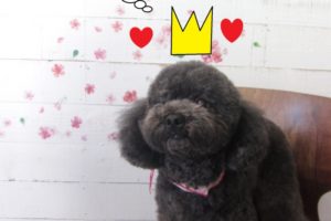 おすまし黒トイプードル