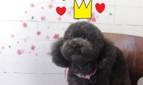 おすまし黒トイプードル