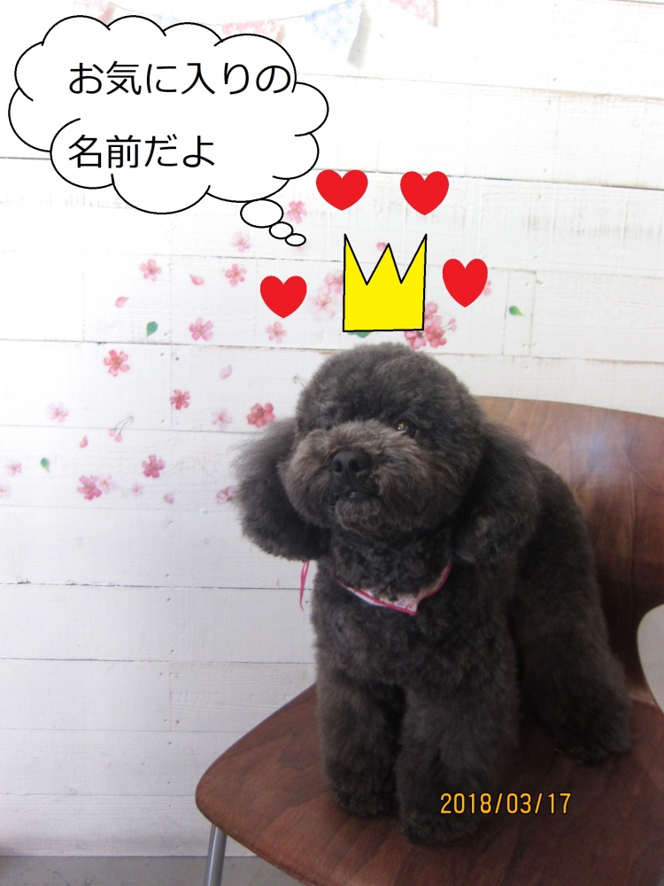 おすまし黒トイプードル