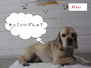 カット後コッカー