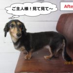 横からミニチュアダックス