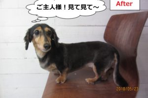 横からミニチュアダックス