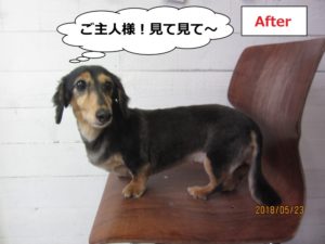 横からミニチュアダックス