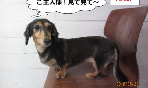 横からミニチュアダックス