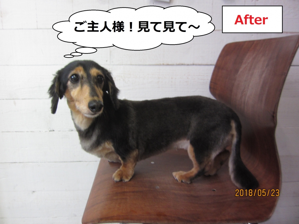 横からミニチュアダックス