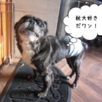 横からミックス