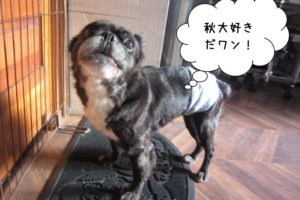 横からミックス