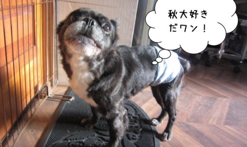 横からミックス