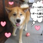 歩く柴犬