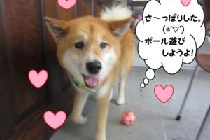 歩く柴犬