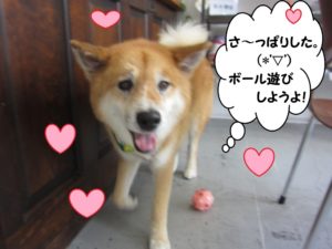 歩く柴犬