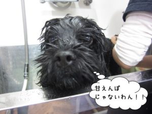 スパ中ミックス