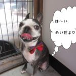 笑顔ボストンテリア