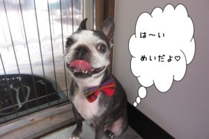 笑顔ボストンテリア