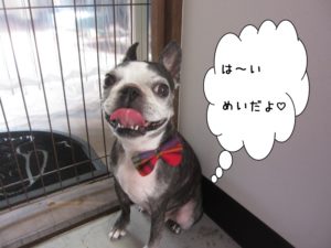 笑顔ボストンテリア