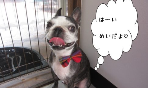 笑顔ボストンテリア