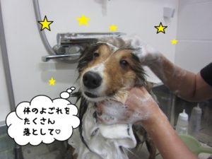 シャンプー中シェルティー