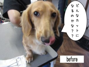 カット前ミニチュアダックス