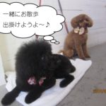 二人トイプードル