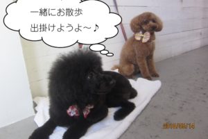 二人トイプードル