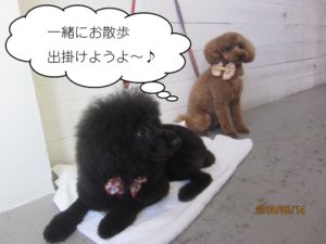 二人トイプードル
