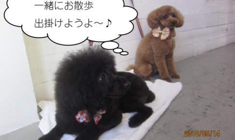 二人トイプードル