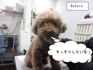 カット前トイプードル