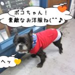 可愛い洋服ミックス