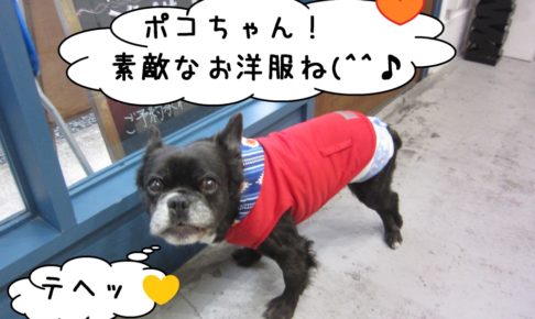 可愛い洋服ミックス