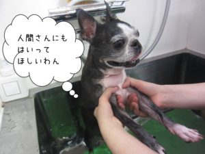 スパ中ボストンテリア