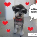 おすましMシュナ